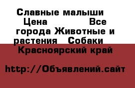 Славные малыши! › Цена ­ 10 000 - Все города Животные и растения » Собаки   . Красноярский край